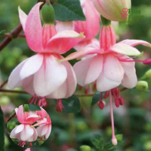 G47. Hibrīdā fuksija - Leonita Rose-White