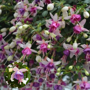 G48. Hibrīdā fuksija - Leonita White-Blue (nokarena)