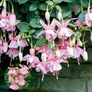 G49. Hibrīdā fuksija - Pink Galora (nokarena)