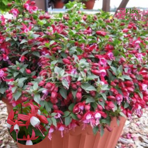 G51. Hibrīdā fuksija - Fuchsita Red-Lavender (stāva)