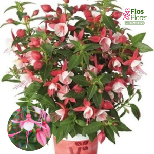 G52. Hibrīdā fuksija - Fuchsita XL Double Rose-White  (stāva)