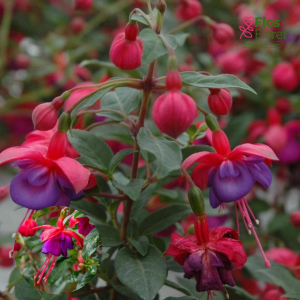 G53. Hibrīdā fuksija - General Monk Red-Blue (stāva)