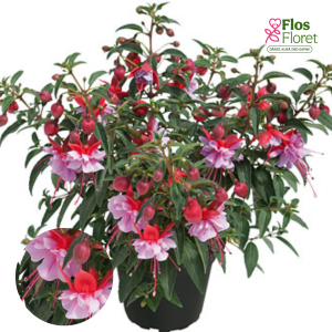 G56. Hibrīdā fuksija - Shadow Dancer Mila (stāva)