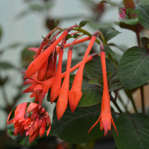 G59. Hibrīdā fuksija - Prof. Henkel (stāva)