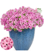 B54. Petūnija - Vista Bubblegum