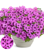 B55. Petūnija - Vista Jazzberry