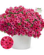 B56. Petūnija - Vista Paradise