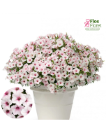 B57. Petūnija - Vista Silverberry