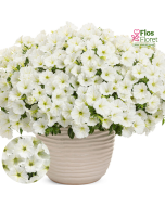 B58. Petūnija - Vista Snowdrift