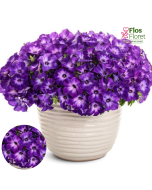 B59. Petūnija - Vista Blue Moon