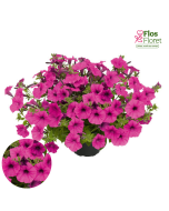 B60. Petūnija - Vista Pure Raspberry