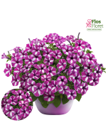 B61. Petūnija - Vista Raspberry Star