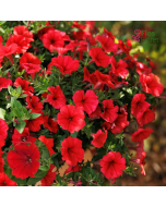 B62. Petūnija - Vista Strawberry