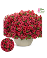 B63. Petūnija - Mini Vista Coral