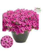 B64. Petūnija - Mini Vista Hot Pink