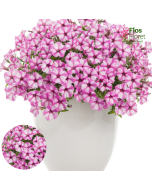 B65. Petūnija - Mini Vista Pink Star