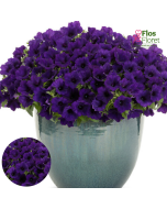 B66. Petūnija - Mini Vista Violet
