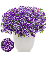B67. Petūnija - Mini Vista Violet Star