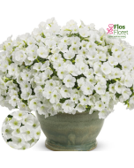 B68. Petūnija - Mini Vista White