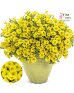 B69. Petūnija - Mini Vista Yellow