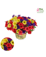 B70. Petūnija - TrioMio Mini Vista Harlequin