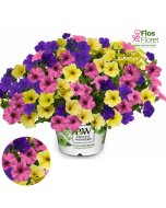 B71. Petūnija - TrioMio Mini Vista Joker