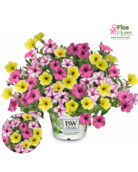 B72. Petūnija - TrioMio Mini Vista Majesty