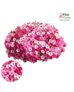 B73. Petūnija - Petūnija Trio Mio Vista BellaVista