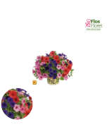 B74. Petūnija - Petūnija TRIOMIO Mini Vista Masquerade