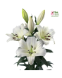 Lilija - OT LOWLAND 22/24