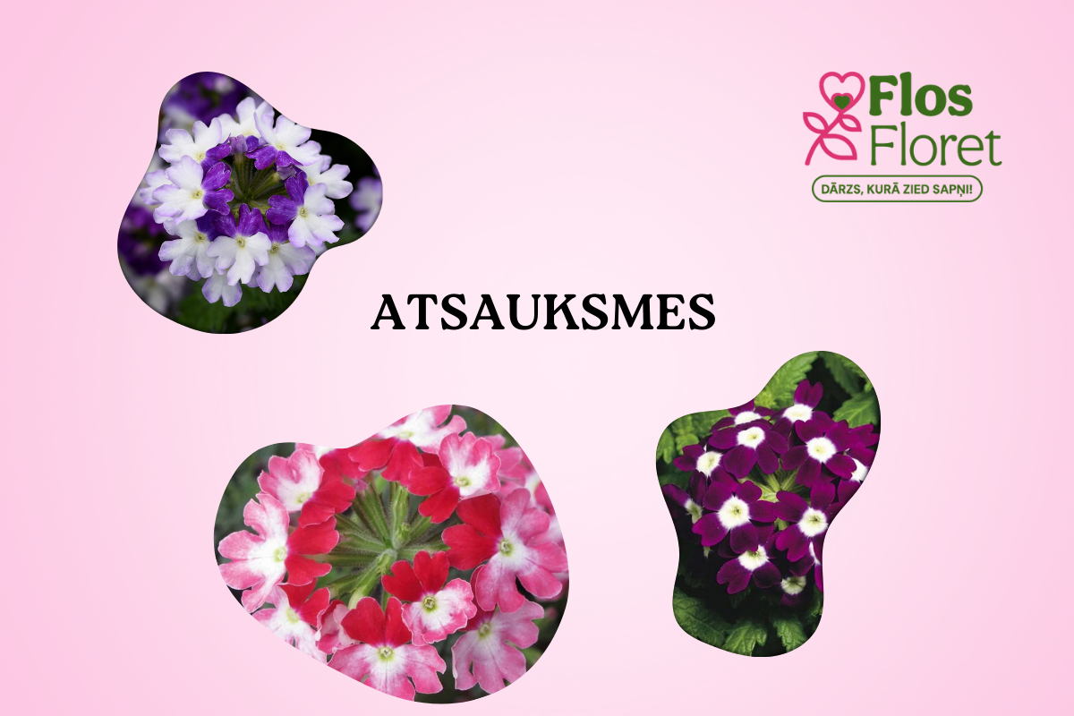 Paldies par rūpīgi sapakotām atraitnītēm